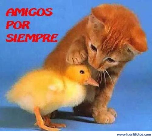 Somos Amigos